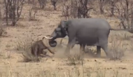 गुस्साए हाथी ने कर दिया भैंस पर हमला, वीडियो में देखें आगे हुआ क्या