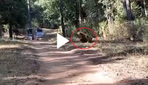 Video of deadly fight between 2 tigers will leave you in shock!
