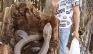 टूटे हुए पेड़ के तने में बैठे थे दो विशालकाय कोबरा, वीडियो में देखें जब पकड़ने पहुंचे युवक तो हुआ क्या