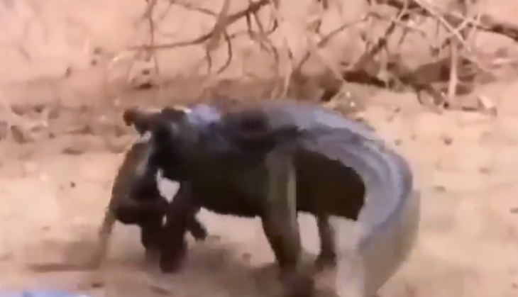 crocodile and monkey
