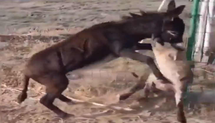 Hyena attack