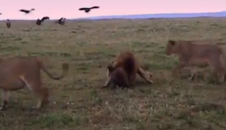 Lion attack