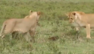 नेवला का शिकार करने की कोशिश कर रहे थे शेर तो काटने के लिए दौड़ पड़ा जानवर, वीडियो में देखें फिर हुआ क्या
