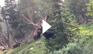 Terrifying clip shows bull moose charging at man recording its video