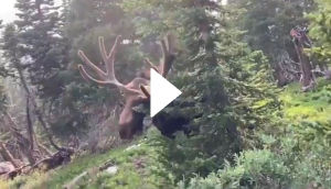 Terrifying clip shows bull moose charging at man recording its video