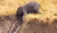 ऊंचाई से नीचे उतरते हुए हाथी के परिवार ने की जमकर मस्ती, वीडियो देख हंस पड़ेंगे आप