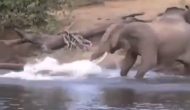 नदी किनारे पानी पी रहा था हाथी का परिवार तभी मगरमच्छ ने आकर पकड़ ली सूंड़, वीडियो में देखें फिर हुआ क्या