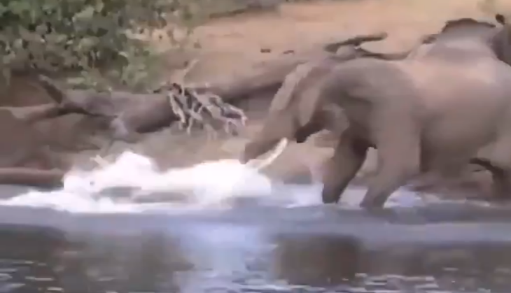 Elephant