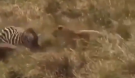 जेबरा के बच्चे का शिकार करने की कोशिश कर रहा था शेर, वीडियो में देखें जब बचाने पहुंची मां तो हुआ क्या
