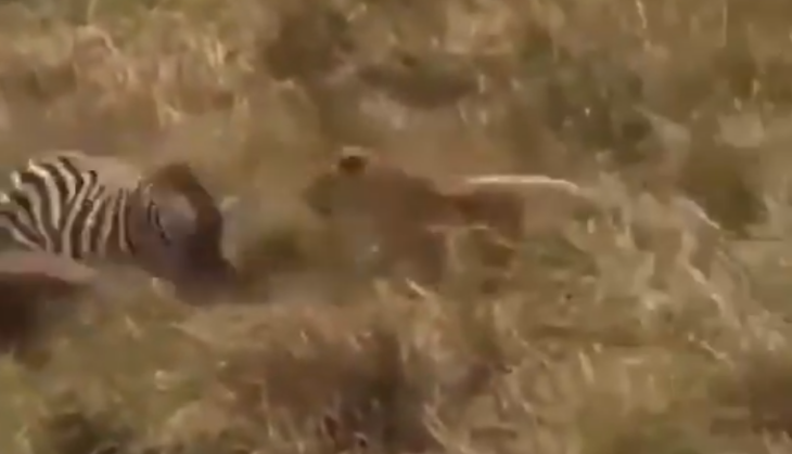 Lion and Zebra