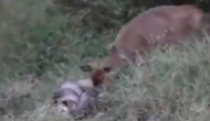 अजगर ने बनाया हिरण के बच्चे को शिकार तो बचाने के लिए आ गई मां, वीडियो में देखें फिर हुआ क्या