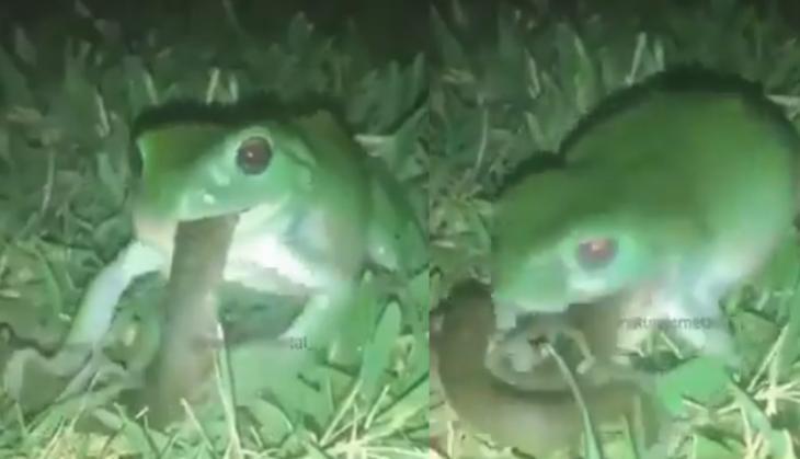 Snake and frog