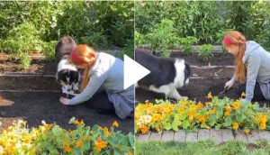 Woman teaches her pet dog how to plant her own potato plant; video will make you say aww!