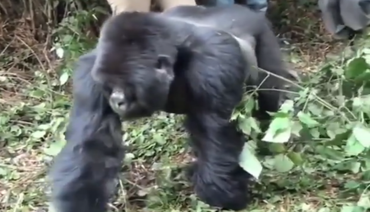 Gorilla