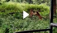 Horrifying fight between two tigers; video will give you goosebumps!