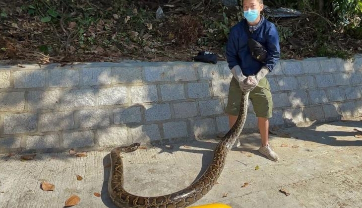 snake