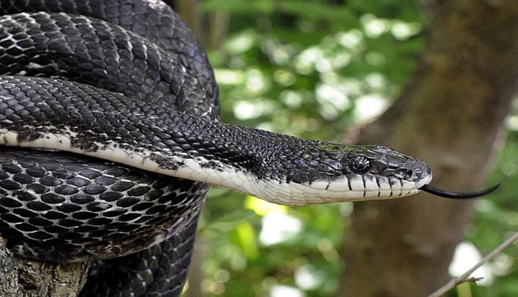 After Salman Khan, this singer gets bitten by snake during shoot; horrifying video goes viral