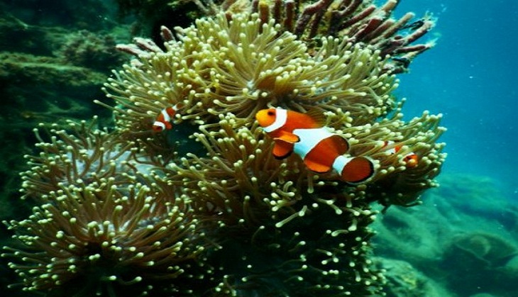 Corals survive heat with bacterial help, says Study