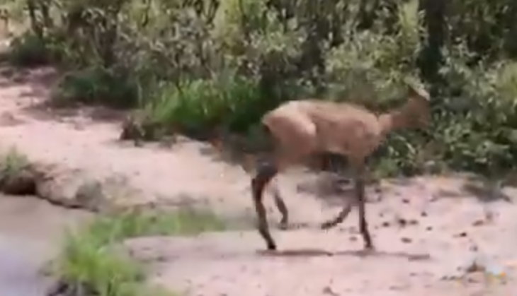 Deer and Crocodile