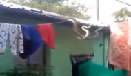घर की छत पर लड़ रहे थे नाग और नागिन, वीडियो में देखें जब आंगन में गिरे तो परिवार ने किया क्या