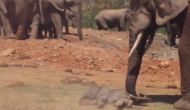 हाथी को आ गया गुस्सा तो अपने बच्चे की कर दी पिटाई, वीडियो में देखें फिर हुआ क्या
