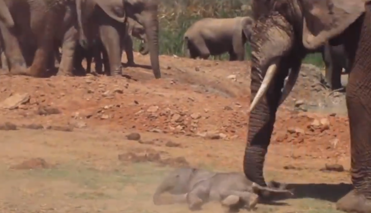 Angry Elephant