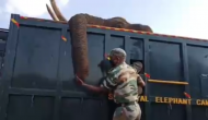 घायल हाथी की मौत के बाद शोक में डूब गया वन्य कर्मचारी, वीडियो में देखें कैसे रो-रोकर दी अंतिम विदाई