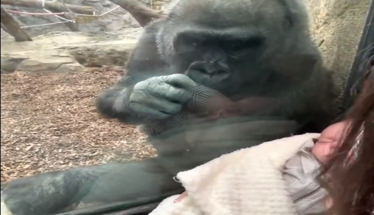 gorilla