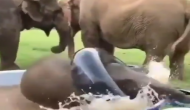 पानी से भरे टब में हाथी के बच्चे ने की जमकर मस्ती, वीडियो में देखें ट्यूब के अंदर कैसे की घुसने की कोशिश