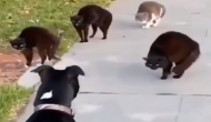 बिल्लियों पर हमला करने की कोशिश कर रहा था कुत्ता, वीडियो में देखें कैसे किया मिलकर मुकाबला