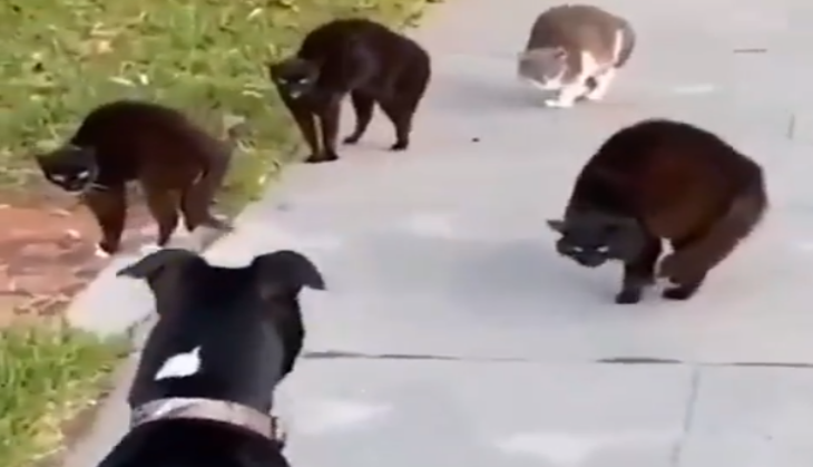 Cat and Dog