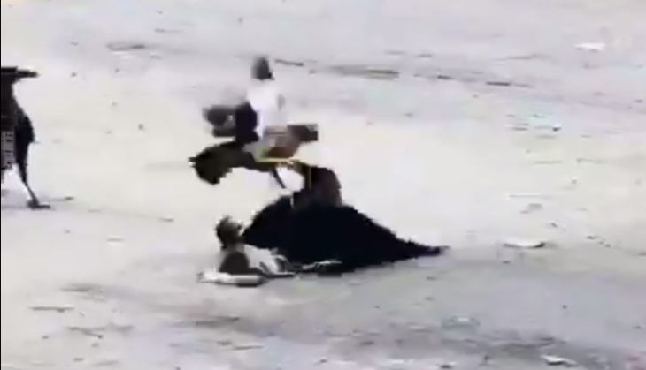 Crow and Myna fight