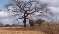 हाथी ने एक ही झटके में सूंड से गिरा दिया पेड़, वीडियो में देखें गजराज की ताकत का सबूत