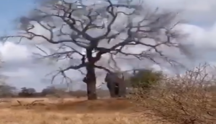 Elephant