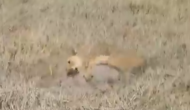 शेर से बचने के लिए जमीन में घुस गया जंगली सूअर, वीडियो में देखें फिर जंगल के राजा ने कैसे किया शिकार