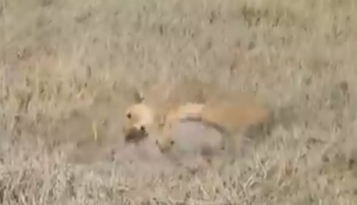 Lion killed wild boar
