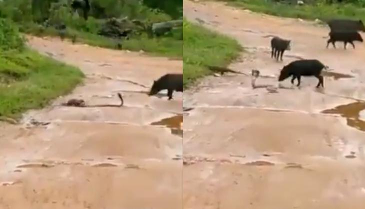 Mongoose and snake