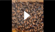 Can you find the queen bee in this hive? Viral video will leave you scratching your head