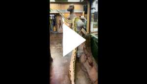 Man carries 22-foot-long snake on shoulder; video will leave your eyes wide open