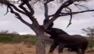 हाथी को आया गुस्सा तो तोड़ने लगा पेड़, वीडियो में देखें आगे हुआ क्या