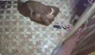 घर के बाहर रात में रखवाली कर रहा था कुत्ता तभी कर दिया तेंदुआ ने हमला, वीडियो में देखें फिर हुआ क्या