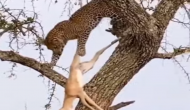 हिरण का शिकार कर पेड़ पर चढ़ गया तेंदुआ, वीडियो में देखें फिर हुआ क्या