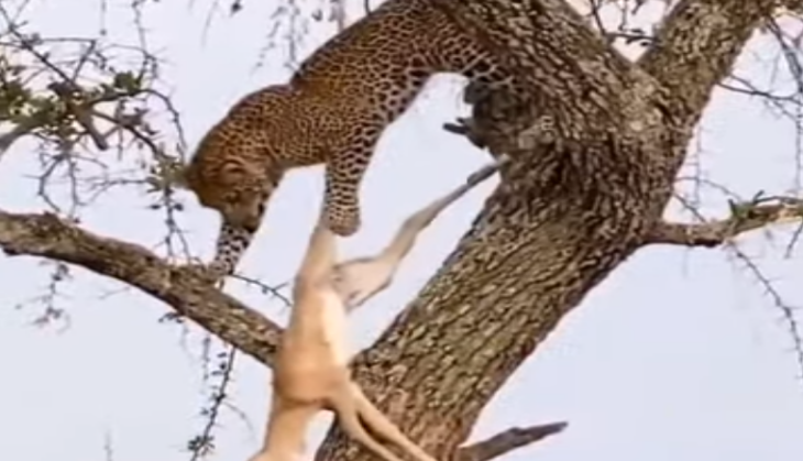 Leopard hunts deer
