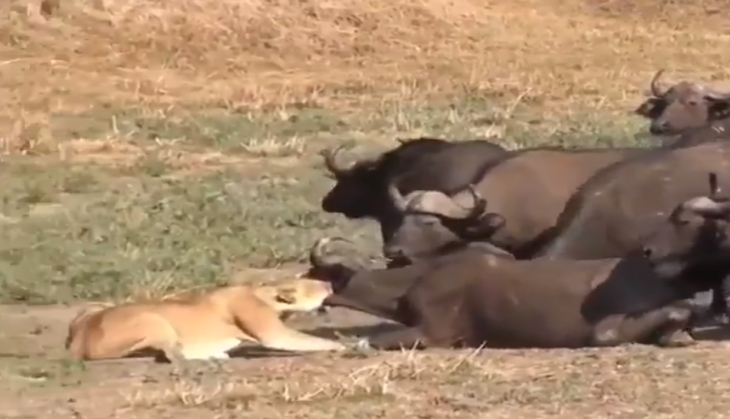 Lion attack