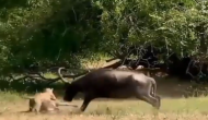 भैंस के नवजात बच्चे को उठा ले गया शेर, वीडियो में देखें मां ने बचाने के लिए किया