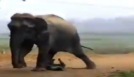 गुस्साए हाथी ने कर दिया युवक पर हमला, वीडियो में देखें आगे हुआ क्या
