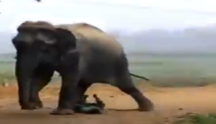 Angry Elephant