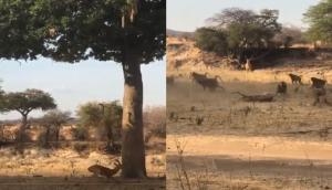 पेड़ के नीचे आया हिरण तभी ऊपर से तेंदुआ ने लगा दी छलांग, वीडियो में देखें फिर हुआ क्या