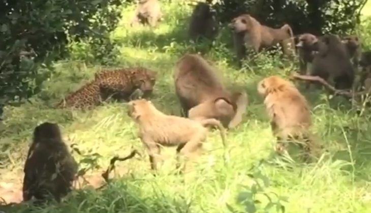 Leopard and Baboon