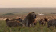 शेर का शिकार करने की कोशिश कर रहे थे लकड़बग्घे, वीडियो में देखें आगे हुआ क्या